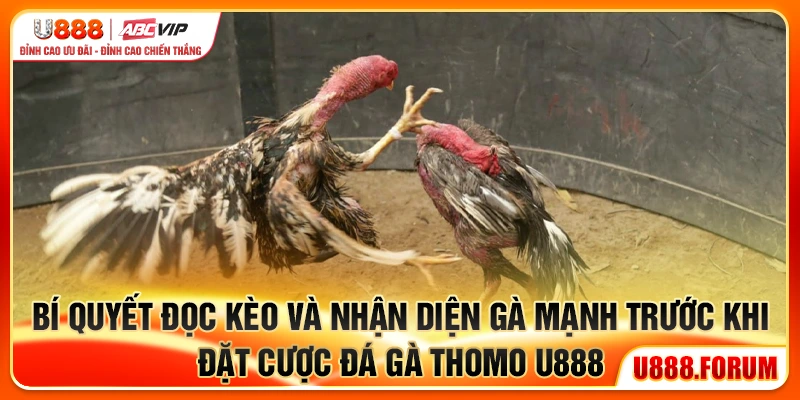 Bí quyết đọc kèo và nhận diện gà mạnh trước khi đặt cược đá gà Thomo U888